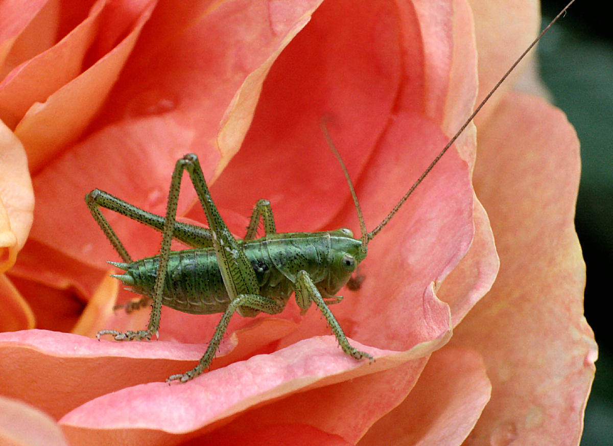 Tettigonia sp - neanide